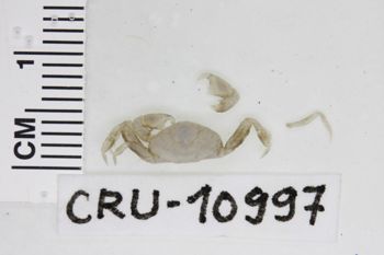 Media type: image;   Invertebrate Zoology CRU-10997 Description: Preserved specimen.;
